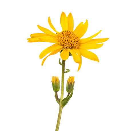 arnica